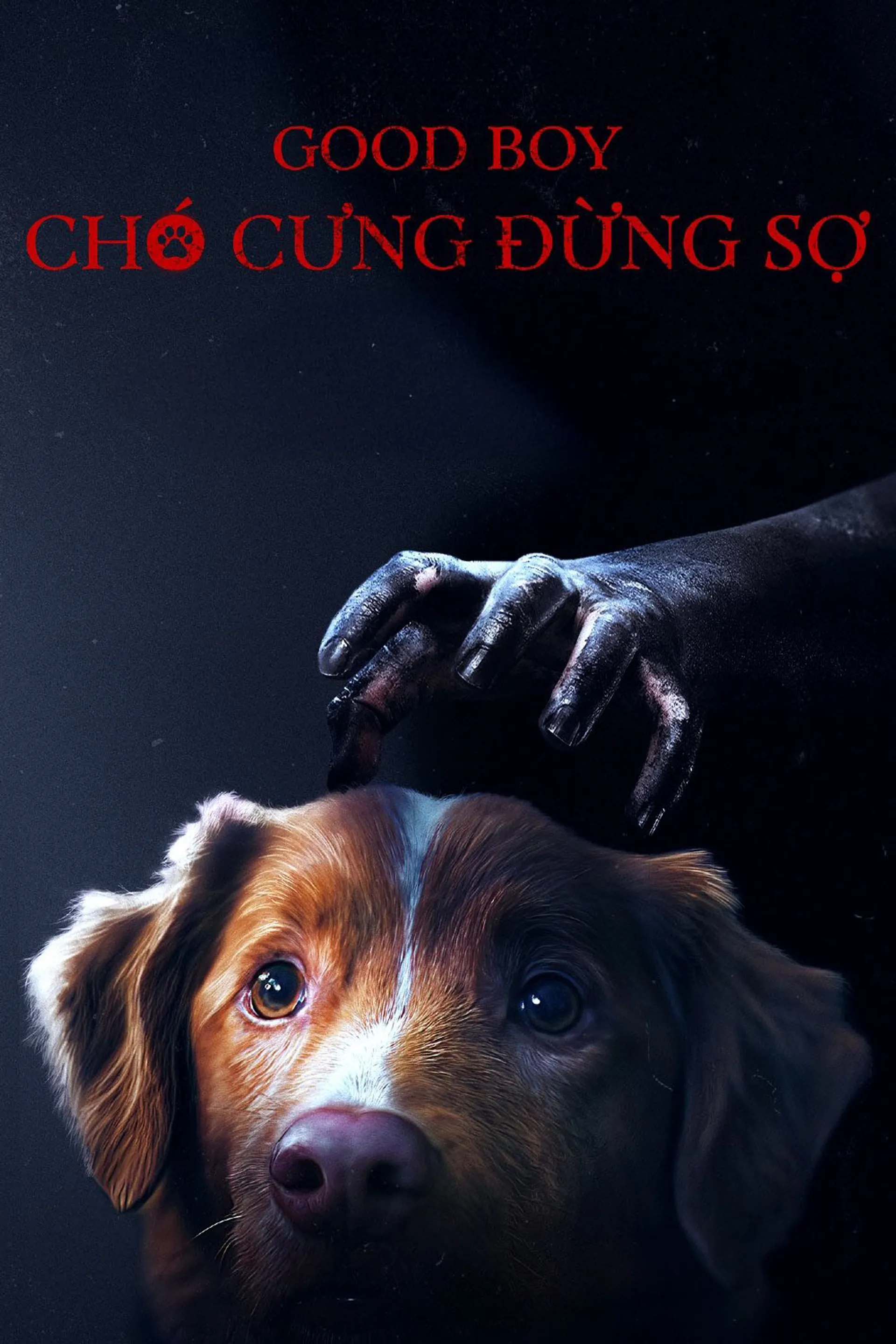 Chó Cưng Đừng Sợ